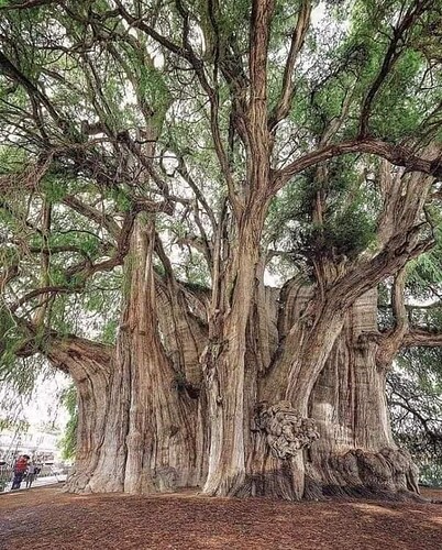 tule tree 2000 years old
