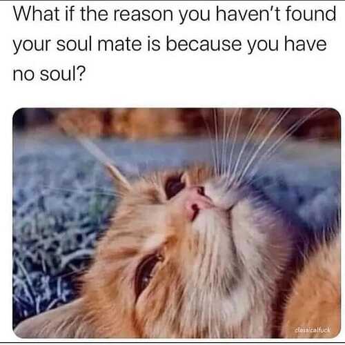 cat soul