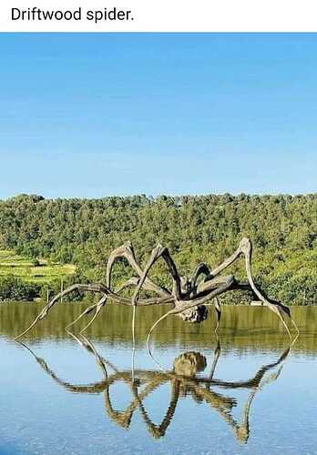 driftwood spider