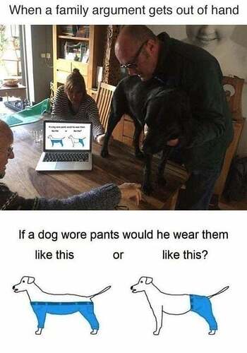 dog pants