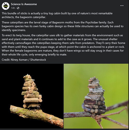 bagworm caterpillar